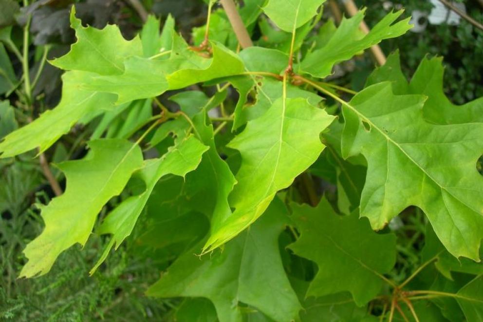 Eik bio deva kruidentinctuur